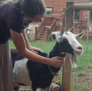 Holly Hock was one of our first and sweetest alpine goats.